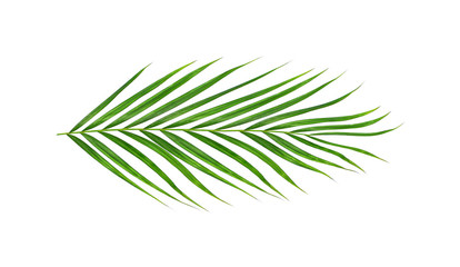 Green leaves of palm tree isolated on white background