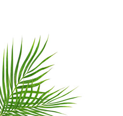 Green leaves of palm tree isolated on white background