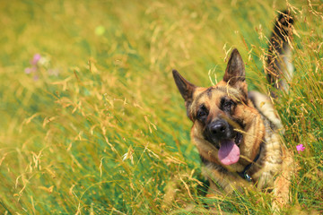 German shepherd portrait outdoor.