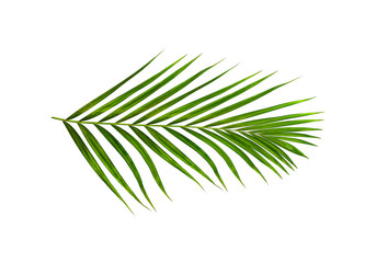 Green leaves of palm tree isolated on white background