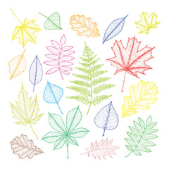 Fototapeta premium large set of multi-colored leaves of different trees. Hand drawing. Vector