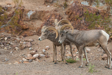 Desert Bighorn Sheep Rams in Rut