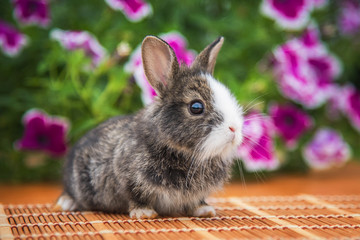 Little grey rabbit with a background of beautiful flowers