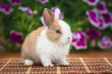 Little rabbit sitting in the garden in summer