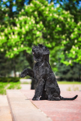 Giant schnauzer dog giving a paw