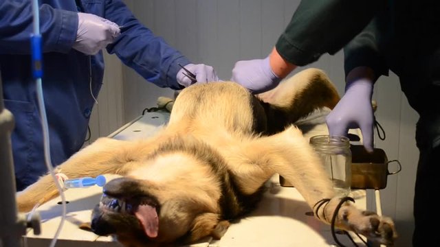 vets dog undergoes surgery