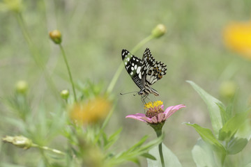 Butterfly sucking nectar from pink flowers .
