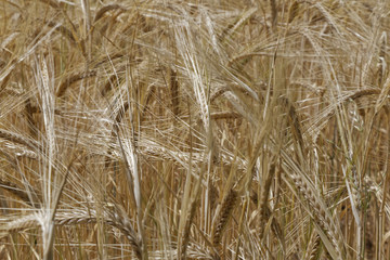 barley field