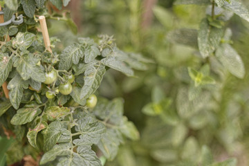 tomato plant