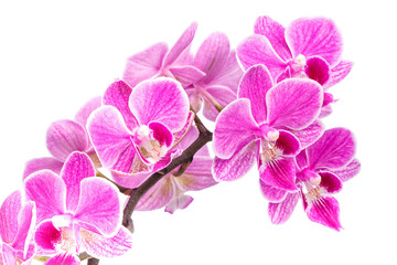 Fototapeta na wymiar branch of pink orchids isolated on a white background