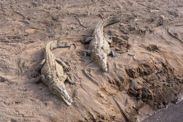 Dangerous crocodiles swimming in the river