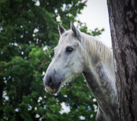 Grey horse