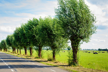 Row of willow trees beside a country road