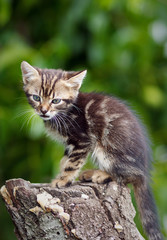 Obraz premium stripes brown cute kitten sitting on a stump