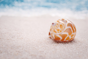 Sea shell on sandy beach