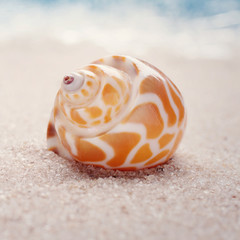 Sea shell on sandy beach