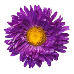 beautiful purple flower isolated on white background