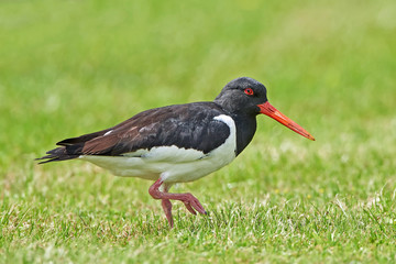 Eurasian oystercatcher (Haematopus ostralegus)
