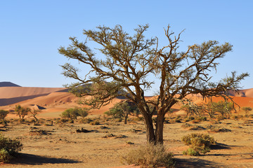 Naklejka na ściany i meble Namib-Naukluft National Park, Namibia, Africa