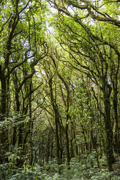 tropical rain forest, Thailand