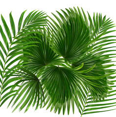 Obraz na płótnie Canvas Green leaves of palm tree on white background