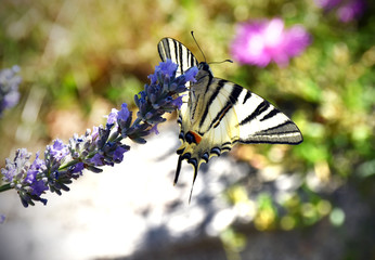 il macaone sul fiore della lavanda