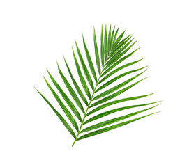 Green leaves of palm tree isolated on white background
