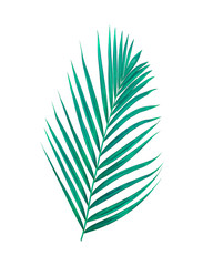 Fototapeta premium Green leaves of palm tree isolated on white background