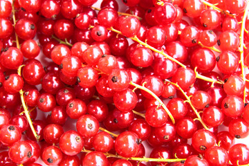 closeup of a bunch of delicate and fresh redcurrants
