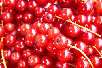closeup of a bunch of delicate and fresh redcurrants