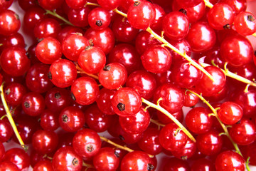 closeup of a bunch of delicate and fresh redcurrants