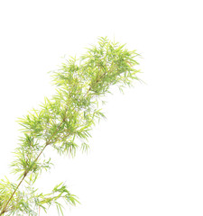 Green bamboo leaves on white background