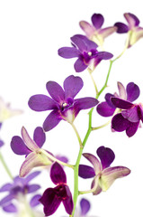 Purple orchid isolated on white background