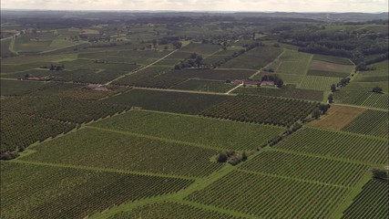 Vinyards Near Bergerac