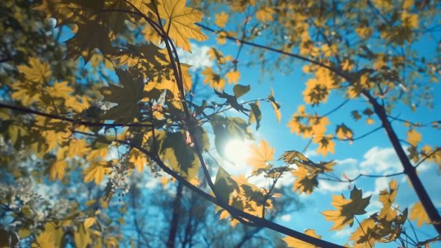 The sun in the blue sky shining through the foliage of maple and white flowers on a tree branch. S-log - High Dynamic Range. Shot in motion. Slow motion, high speed camera, 250fps