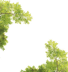 Green leaves on white background