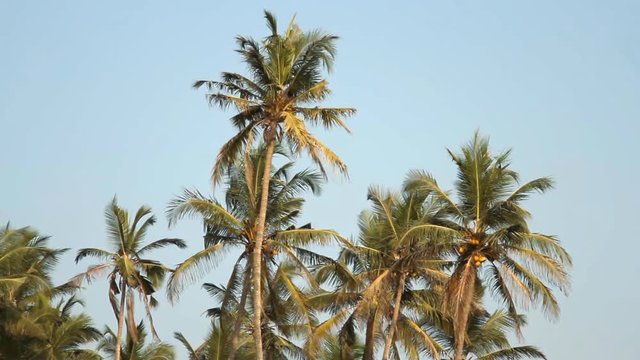 Palm trees over blue sky at sunny day
