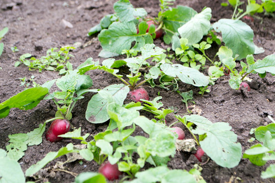 Radishes growing in the garden