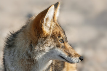 Naklejka na ściany i meble Portrait of a coyote (Canis latrans) in Death Valley National Park, California. 