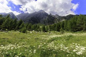 Fototapeta na wymiar Alpe Devero
