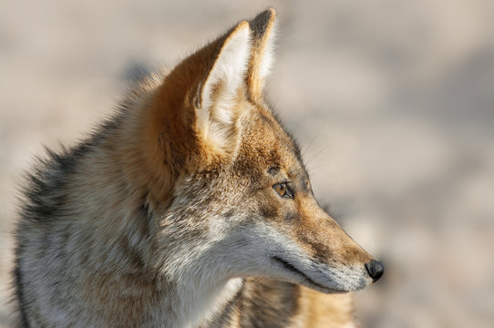 Fototapeta Portrait of a coyote (Canis latrans) in Death Valley National Park, California. 