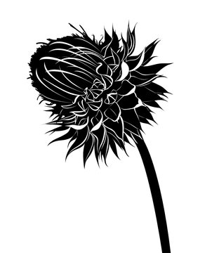 thistle. milk thistle flower in bloom in spring vector black silhouette isolated on white background