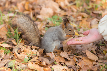 treats for squirrel