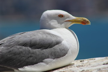 Fototapeta premium Gaviota en el Castillo de Santa Bárbara, Alicante