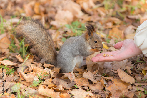 quot treats for squirrel quot stock photo and royalty free images quot treats for squirrel quot stock photo and royalty free images