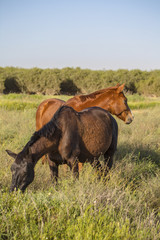 two brown horses grazing