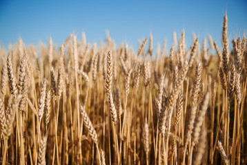 Ears of wheat growing on the field