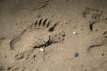 Kid's footprint on the beach