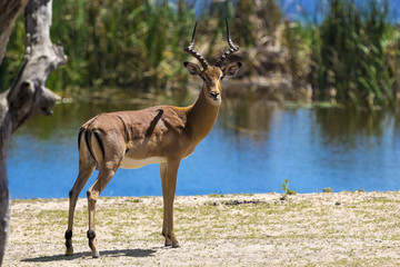 Impala (Aepyceros melampus, Rooibok in the Afrikaans), male. South Africa, Kruger National Park
