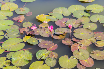 Lotus flower with green lotus leaf blurry background:Close up,se